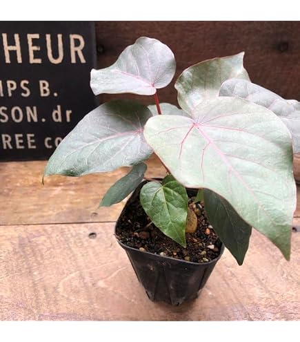 Amazon｜塊根植物 新芽 亀甲龍 バキバキ a2｜観葉植物 オンライン通販